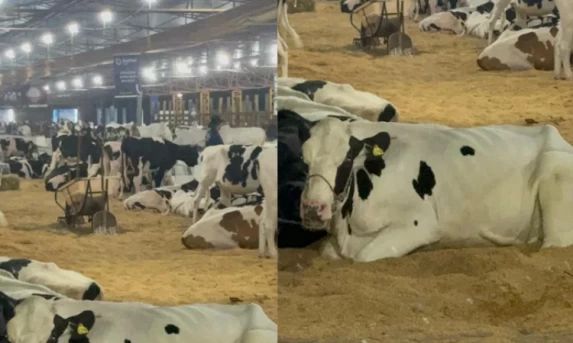 AGRONEGÓCIO: 44ª Expovel Sedia Encontro Estratégico para Produtores de Leite em Cascavel