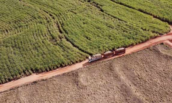 Agronegócio: Colheita de soja atinge 14% no Paraná; feijão e cana-de-açúcar registram boa produtividade