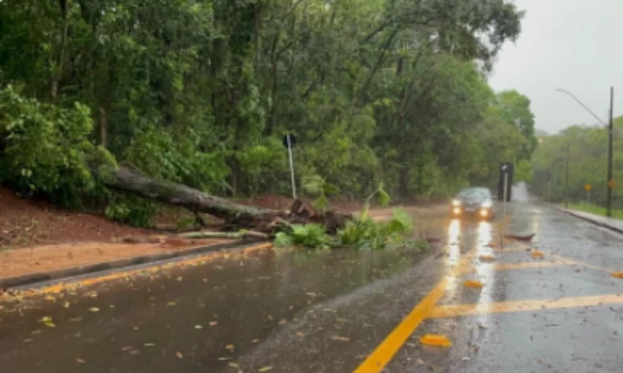 Árvore Desaba em Zoológico de Cascavel e Bloqueia Rua