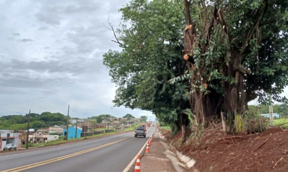 BR-163 em Lindoeste terá operação Pare e Siga no domingo (16) para poda de árvore na faixa de domínio 
