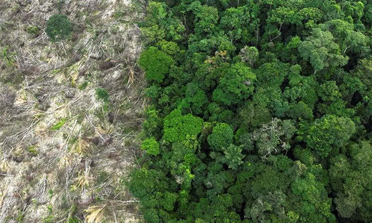 Em 40 anos, Amazônia perde área de vegetação do tamanho da França