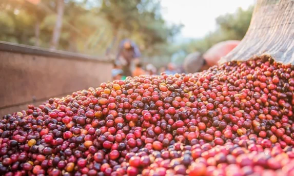 BC informa que teto para rotativo vale a partir desta quarta-feira