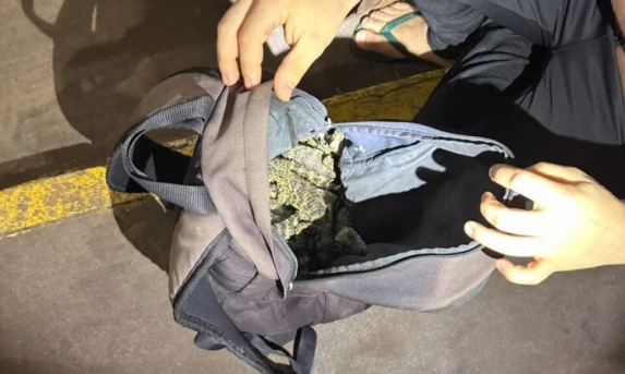 FLAGRANTE NA PONTE: BRASILEIRO É PRESO COM COBRAS, JACARÉS E LAGARTIXAS ESCONDIDOS EM MOCHILAS