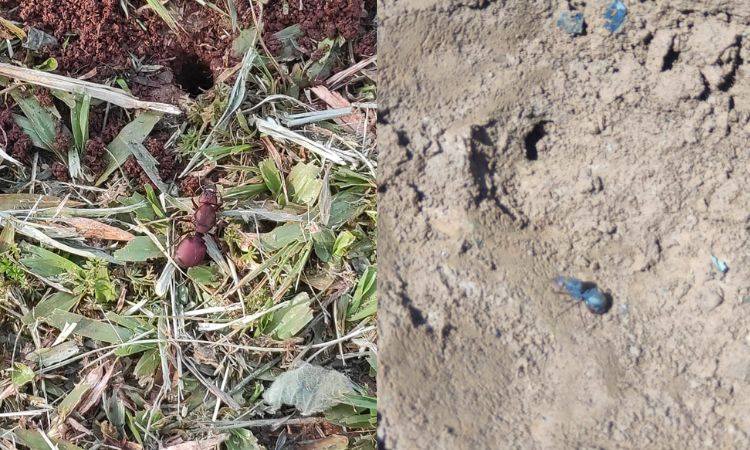 GUARANIAÇU: Alerta aos produtores rurais de Guaraniaçu e região sobre infestação de formigas cortadeiras