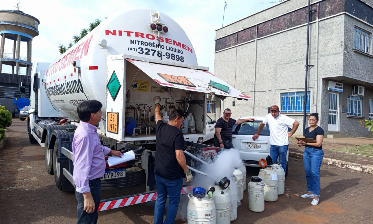 Guaraniaçu: Prefeitura distribui nitrogênio líquido para inseminação artificial