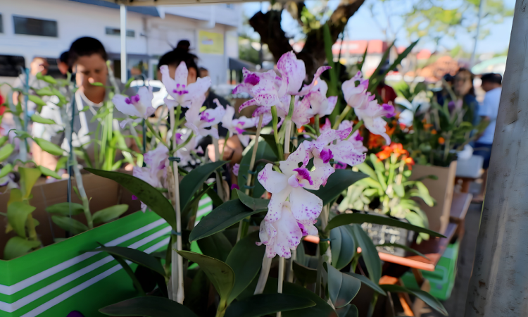 3ª Feira da Agroindústria movimenta a manhã de sábado em Guaraniaçu