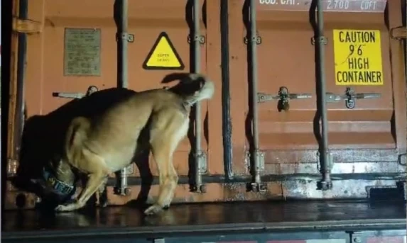 Mega-Apreensão na BR-277: PMPR e PF Retiram Mais de 11 Toneladas de Maconha de Circulação