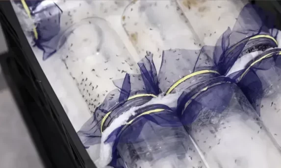 Nova biofábrica de mosquitos deve ajudar a combater a dengue em Brasília