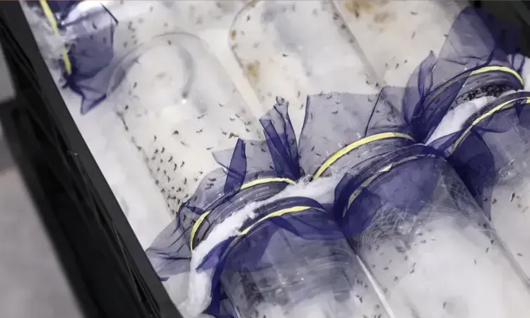 Nova biofábrica de mosquitos deve ajudar a combater a dengue em Brasília