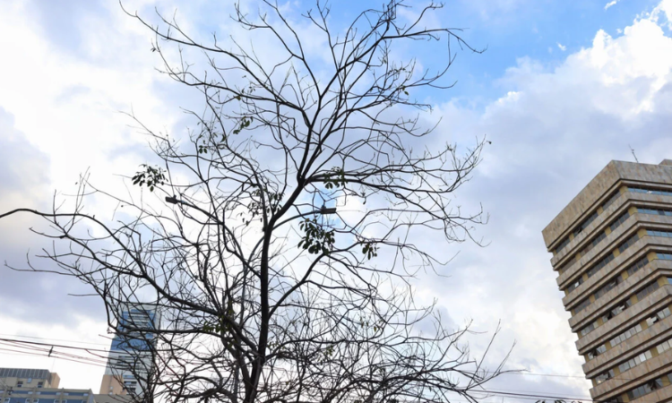 Outono começa nesta sexta-feira com previsão de temperaturas acima da média e chuvas intensas no Paraná