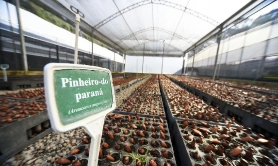 Paraná atinge marca histórica de 13,2 milhões de mudas nativas distribuídas