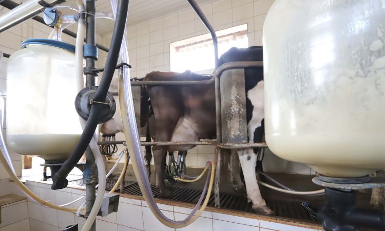 Paraná Proíbe Reconstituição de Leite em Pó Importado