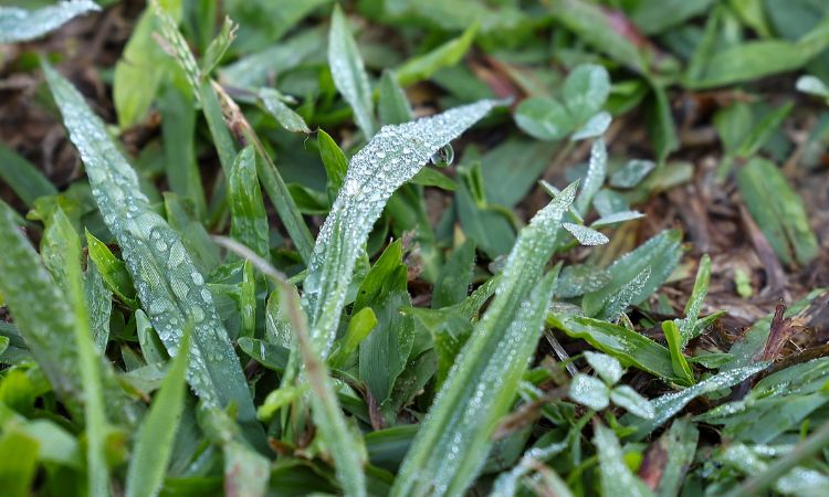 Paraná registra as menores temperaturas de 2026 com recordes e marcas negativas