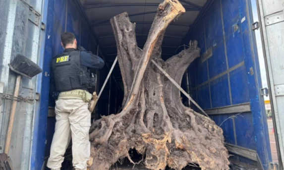 PRF apreende oliveiras gigantes contrabandeadas para mercado de luxo em Maringá