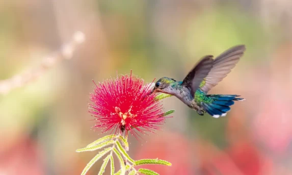 Primavera começa com calor intenso e baixa umidade em várias regiões do Brasil