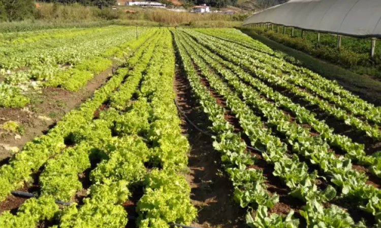 Produtores precisam redobrar cuidados com as plantações em dias mais frios.