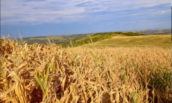 Seca recua no Oeste e Noroeste do Paraná e se agrava no Norte e RMC