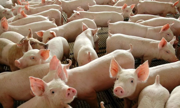Suinocultura brasileira fecha 2025 com faturamento de R$ 63 bilhões e recorde em exportações