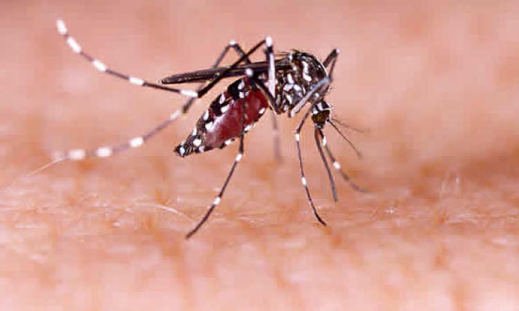 Toledo confirma segundo óbito causado pela dengue