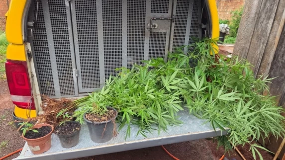 TRÊS BARRAS DO PARANÁ: Polícia Militar apreende plantação de maconha e prende homem em Três Barras do Paraná