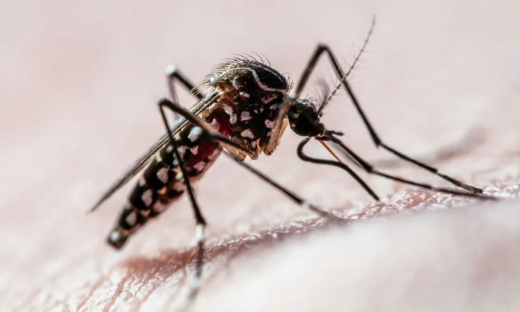 Vítimas da Zika poderão ser indenizadas ainda em setembro, diz ministro