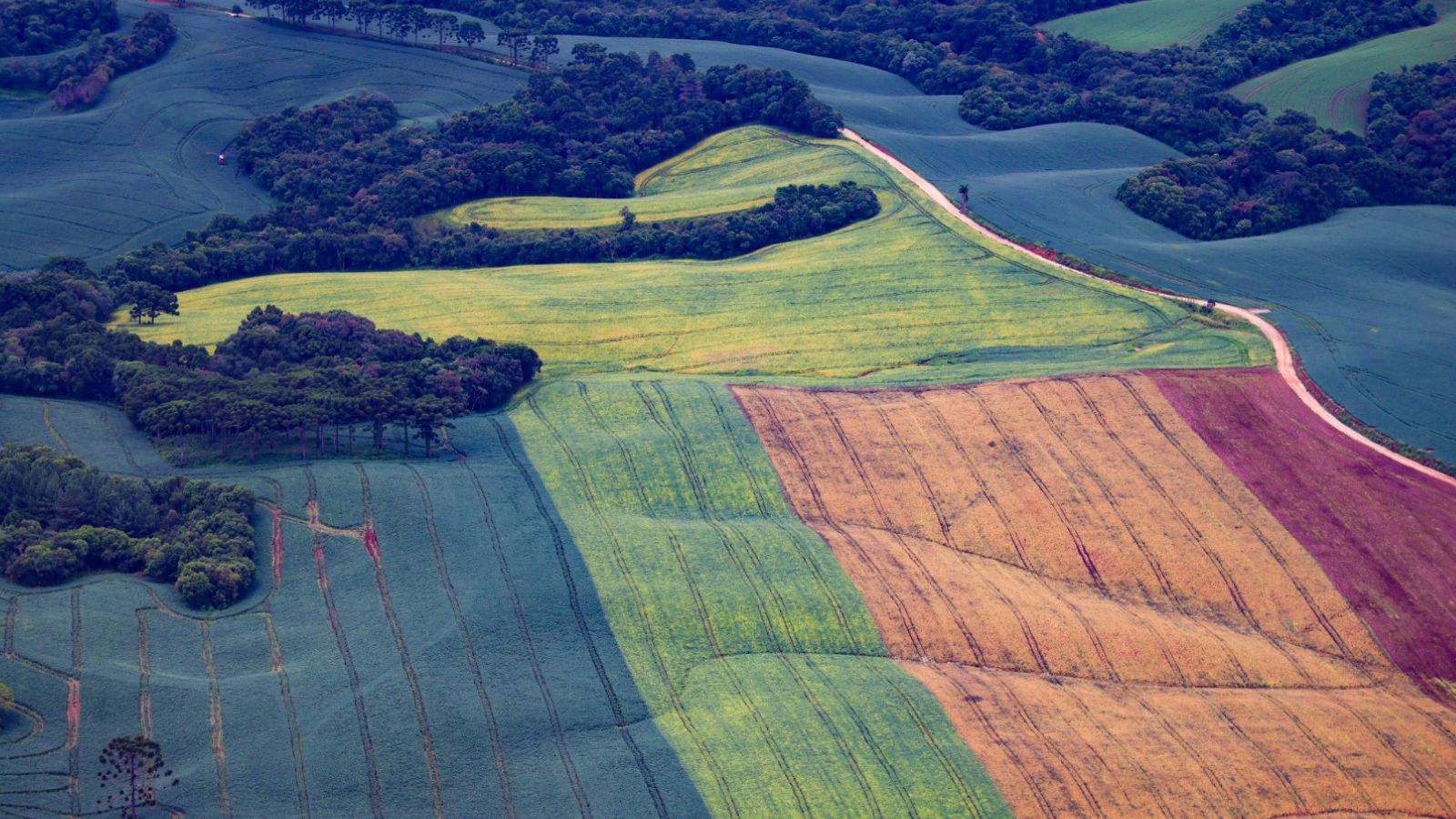 VITÓRIA DO PARANÁ: TRF4 MANTÉM CÓDIGO FLORESTAL E GARANTE SEGURANÇA JURÍDICA AO AGRONEGÓCIO
